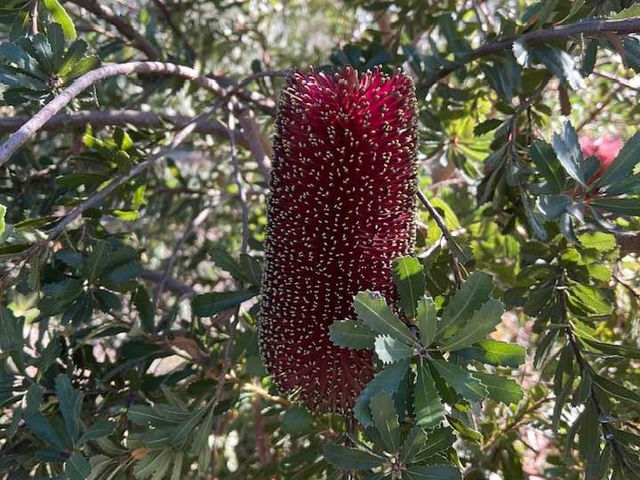 Special place: Wittunga Botanic Garden 🇦🇺