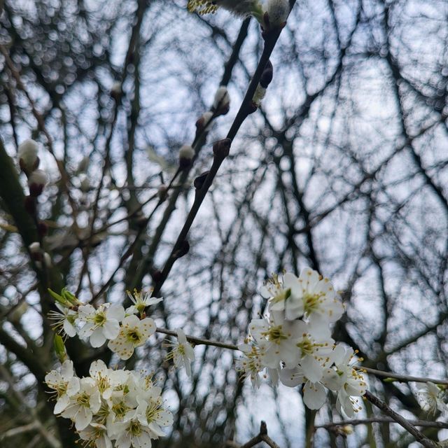 曼城的心臟~ Piccadilly Gardens