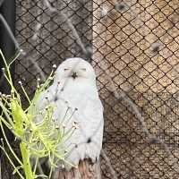 日本最北端的動物園：旭山動物園