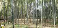 Kyoto's Arashiyama Bamboo Grove