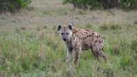 4 days maasai mara -Lake nakuru  4x4 jeep safari 
