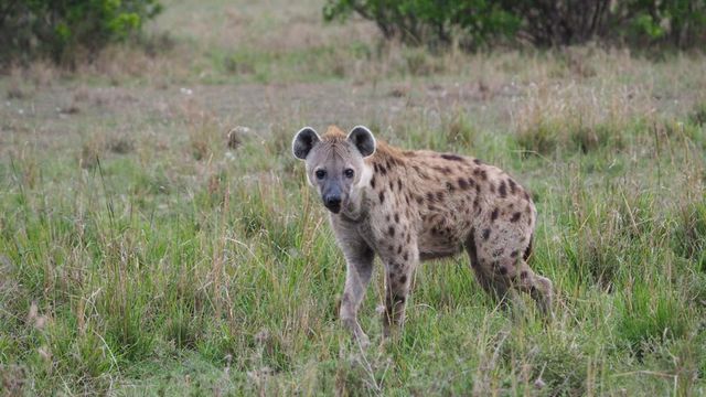 4 days maasai mara -Lake nakuru  4x4 jeep safari 