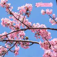 A Day of Cherry Blossoms in Tokyo