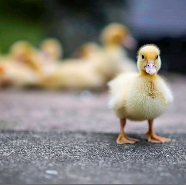 🐤東南植物樂園🦫日本最大的戶外植物園之一🌺