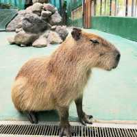 🦘札幌北部野生動物園🦔日本最危險的動物園
