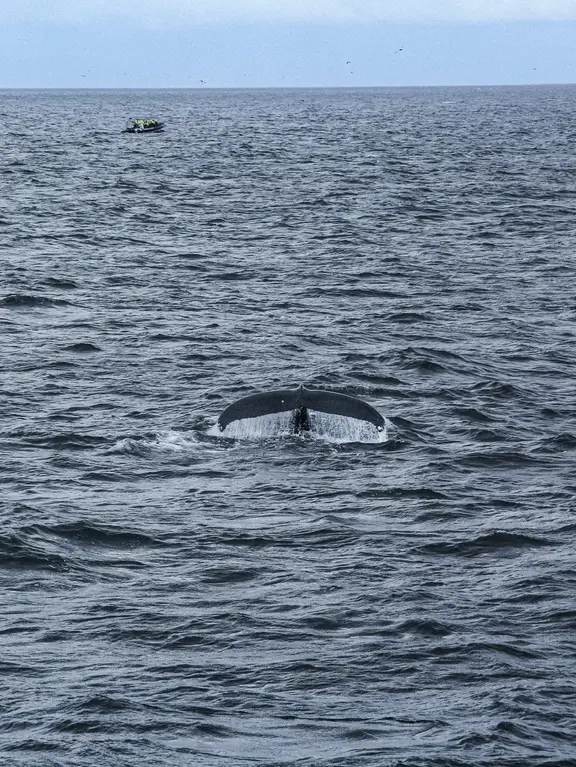 Unforgettable Whale Watching Experience! Discover the Mysteries of Marine Life in Iceland!