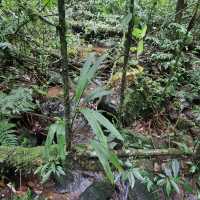 A walk through the cloud forest 