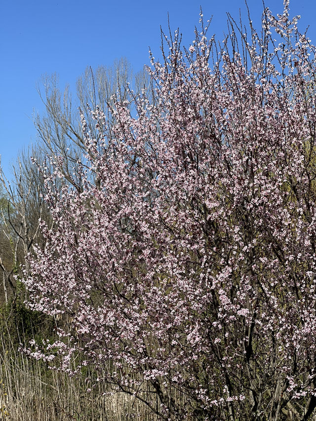 Spring Awakens in Tirana: A City in Bloom🌸🇦🇱
