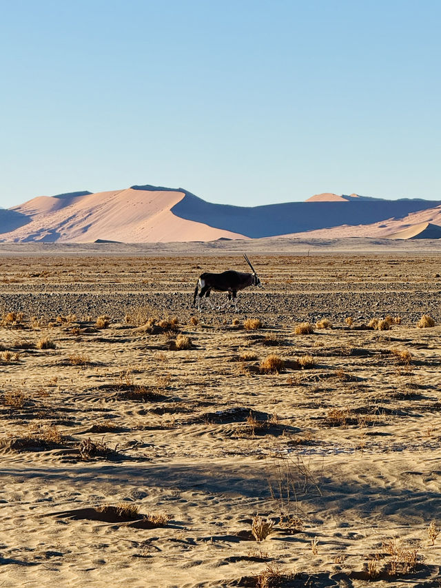 The Ancient Dunes of Sossusvlei & Deadvlei 🏜️
