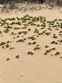 The Secret Life in the Desert — Living Desert Tour in Namibia 🏜️
