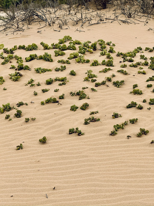 The Secret Life in the Desert — Living Desert Tour in Namibia 🏜️