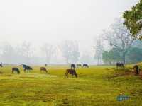 Chitwan National Park