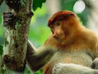 Wild Borneo Awaits: Exploring Bako National Park, Malaysia