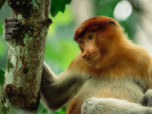 Wild Borneo Awaits: Exploring Bako National Park, Malaysia