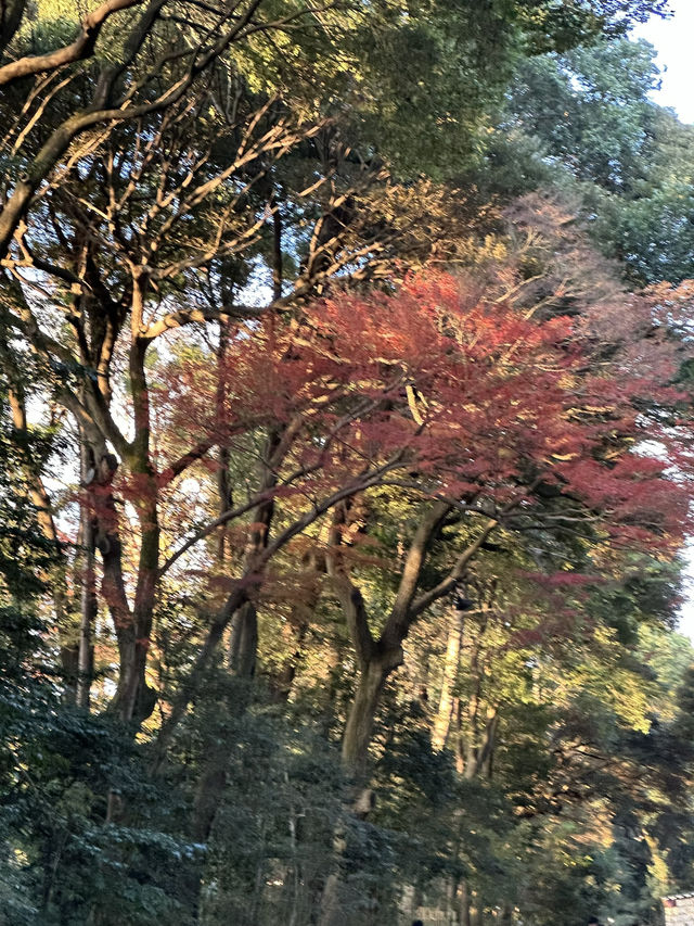 This Japan itinerary hits Tokyo’s coolest neighborhoods