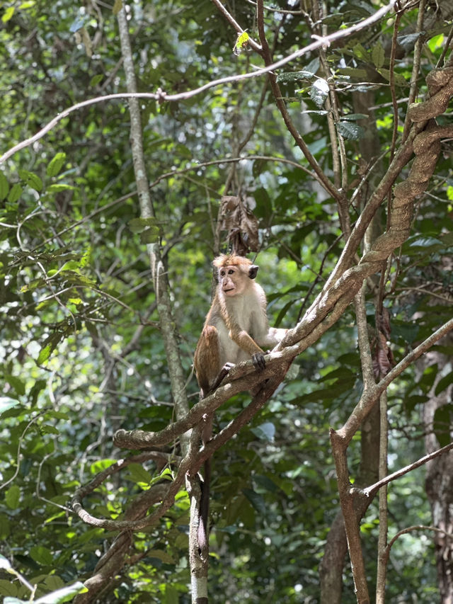 Kandy – The Heart of Sri Lanka 🌿🏞️