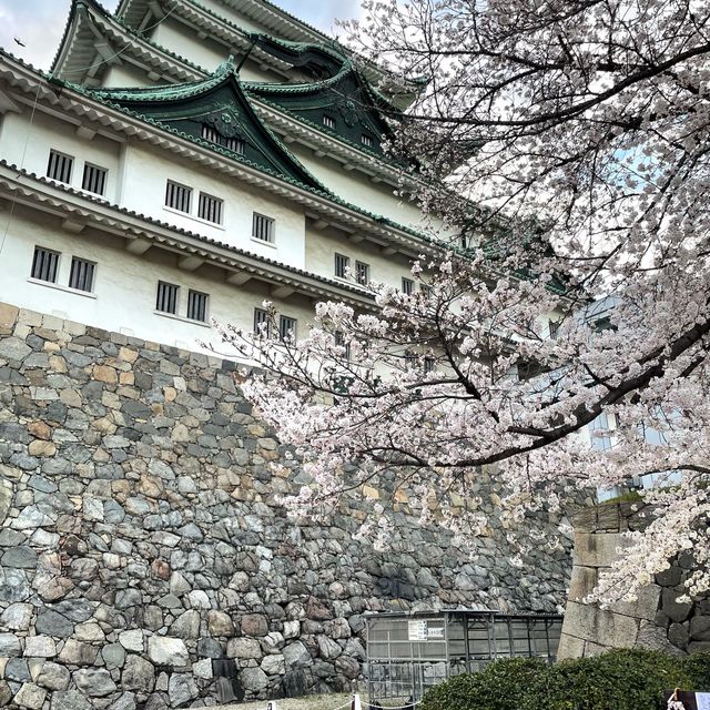 🇯🇵名古屋城：與白櫻🌸來一場歷史漫步