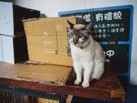 「猴硐貓村」偶遇喵星人