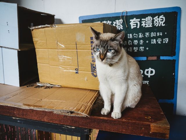「猴硐貓村」偶遇喵星人