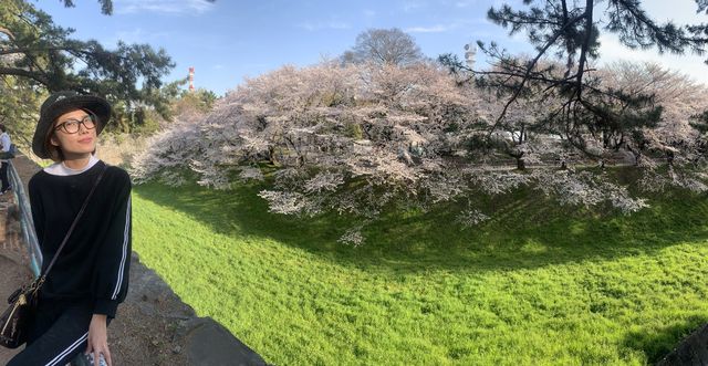 2019 Nagoya's cherry blossoms are in full bloom, as they say, even more beautiful than Kyoto.
