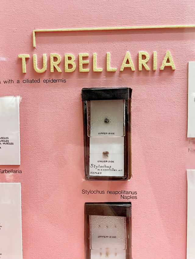 A brilliant museum in southeast London