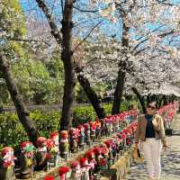 春日旅行｜一起去東京賞櫻吧！