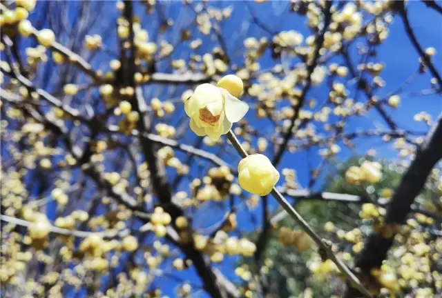 雲南麗江：春天出遊攻略，快收藏