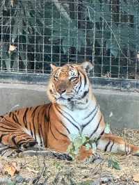 兒時聖地上海動物園裡有什麼?