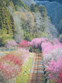 距離東京只有兩小時的櫻花鐵道