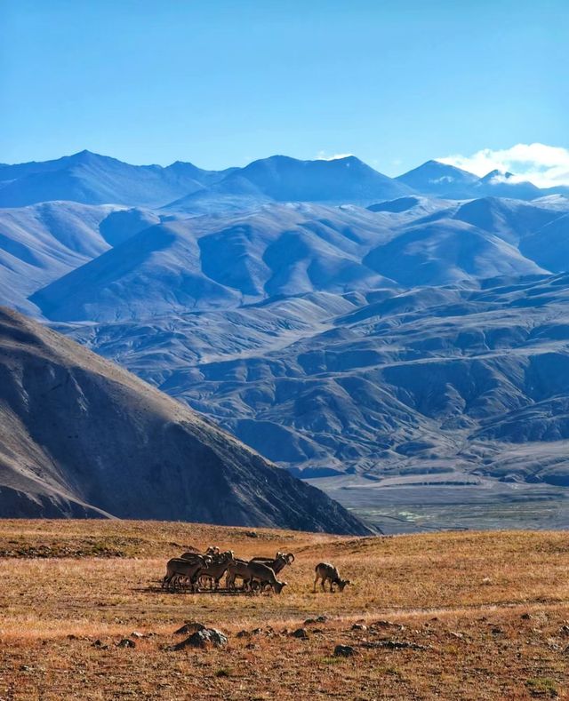 西藏阿里札達土林—夢幻之森