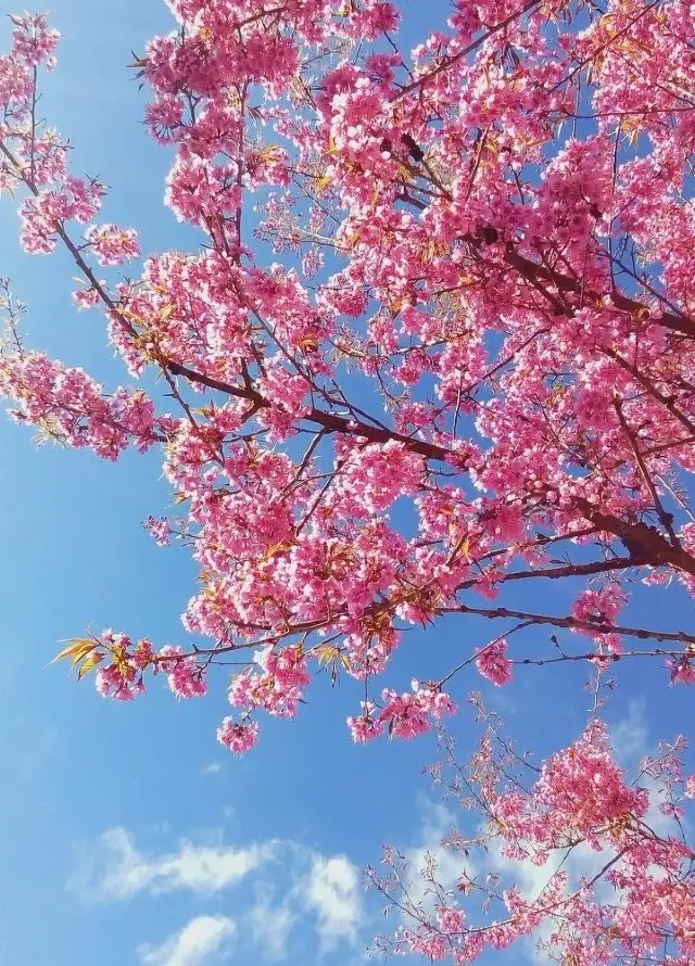 The tranquil and mysterious realm in Jin Yong's writings - Yunnan·Dali, the valley of cherry blossoms in winter