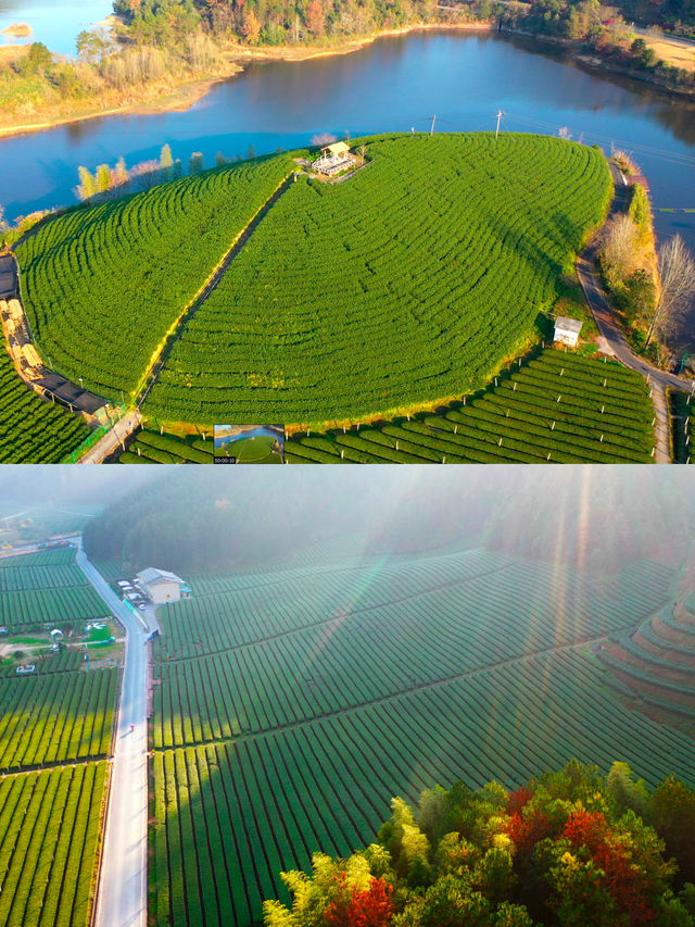 千島湖抹茶莊園｜在綠茶園中體驗日式生活