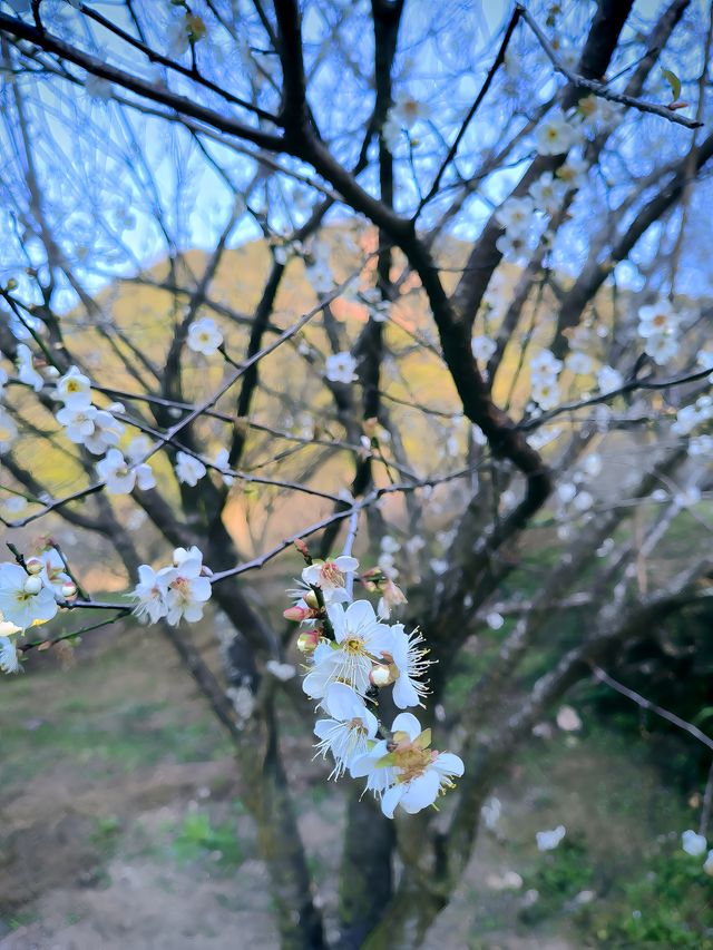 廣州石門國家森林公園賞梅正當時