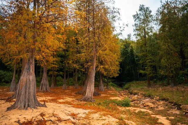 The Metasequoia has turned red, hiding in the winter fairy tale forest in downtown Guangzhou