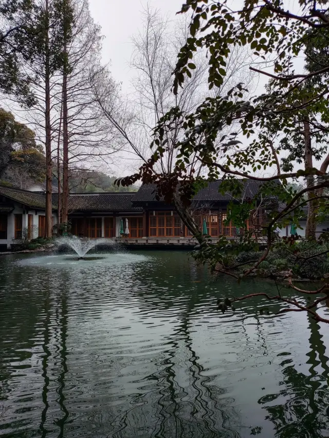 Hangzhou Plum Blossoms in Full Bloom in 2024 | Sharing a beautiful flower land