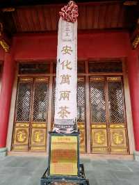 安化中國黑茶博物館，探尋黑茶文化！