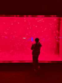 上海海洋水族館20歲啦！