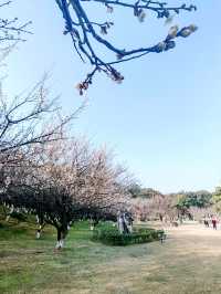 浙江義烏香雪報春園，松梅同框，清新雅致