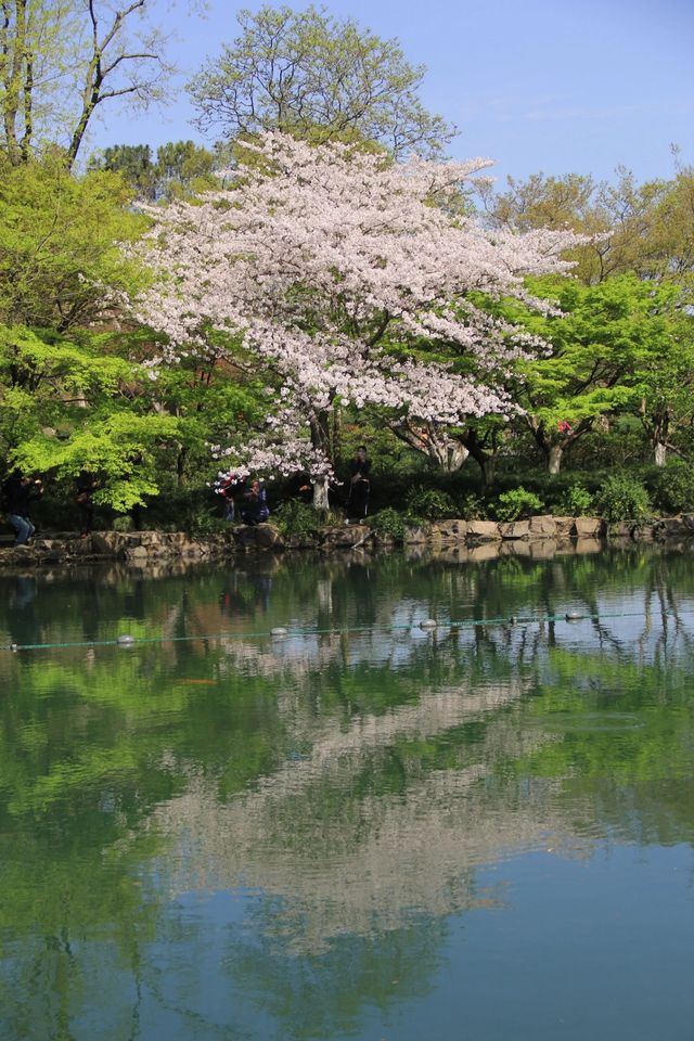 杭州春日最適合賞花的路線推薦