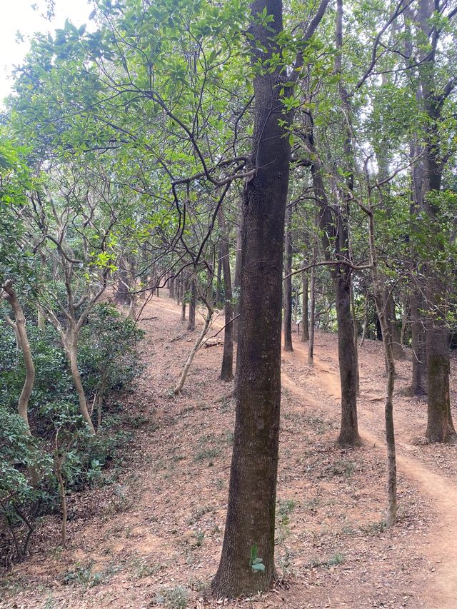 |||打卡銀湖山郊野徑，市區地鐵直達徒步好去處