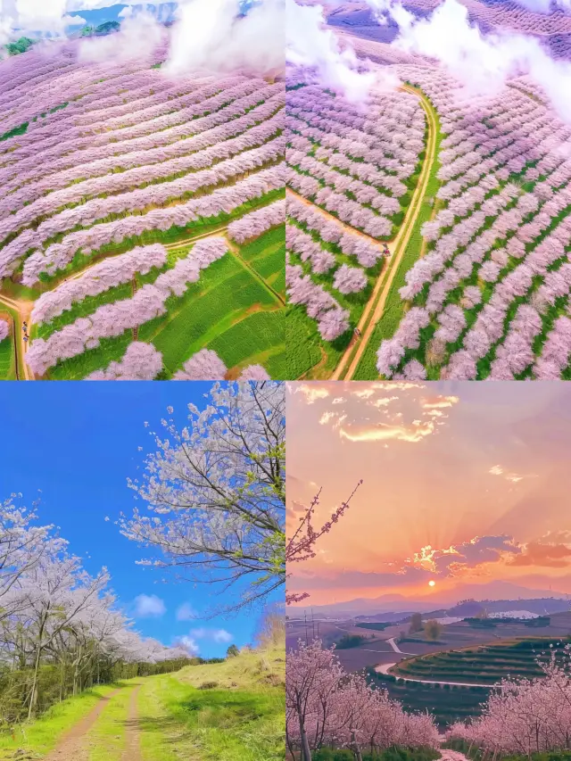 Missing the cherry blossom season in Pingba, Anshun, Guizhou means waiting another year