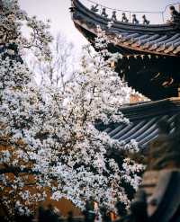 靈谷寺的白玉蘭真的太美了