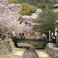 Japan Cherry blossoms