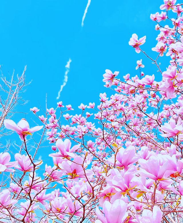 接下來的武漢，滿足了我對春天所有的期待