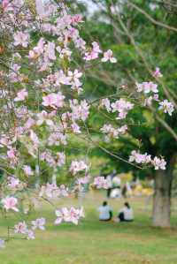 春遊記｜花開實況！大學城賞花踏青遛娃露營