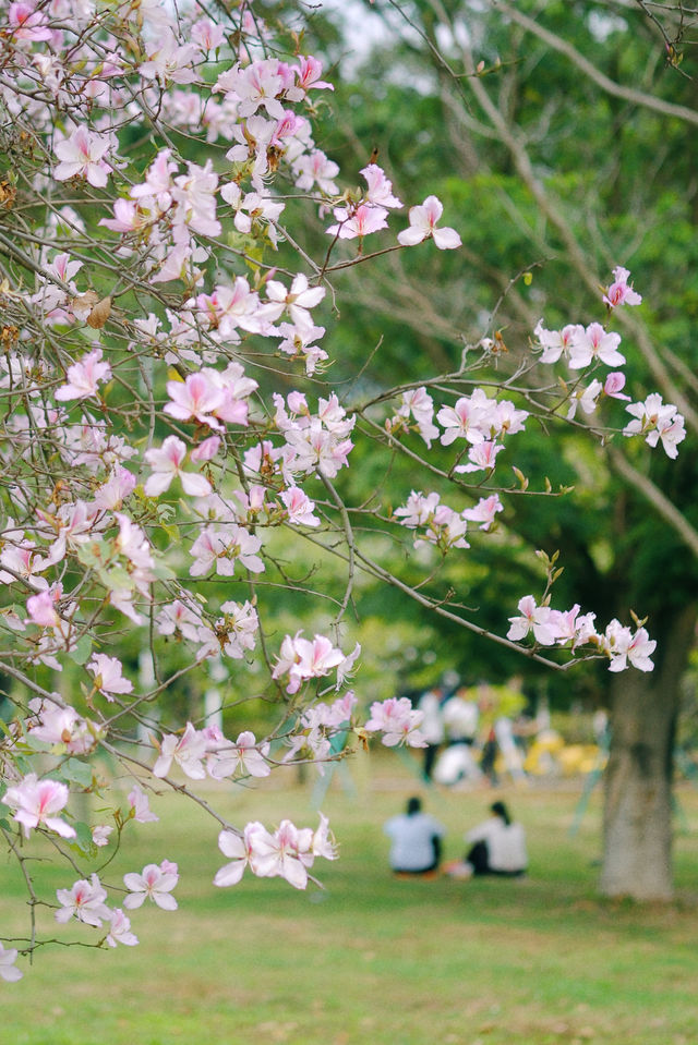 春遊記｜花開實況！大學城賞花踏青遛娃露營