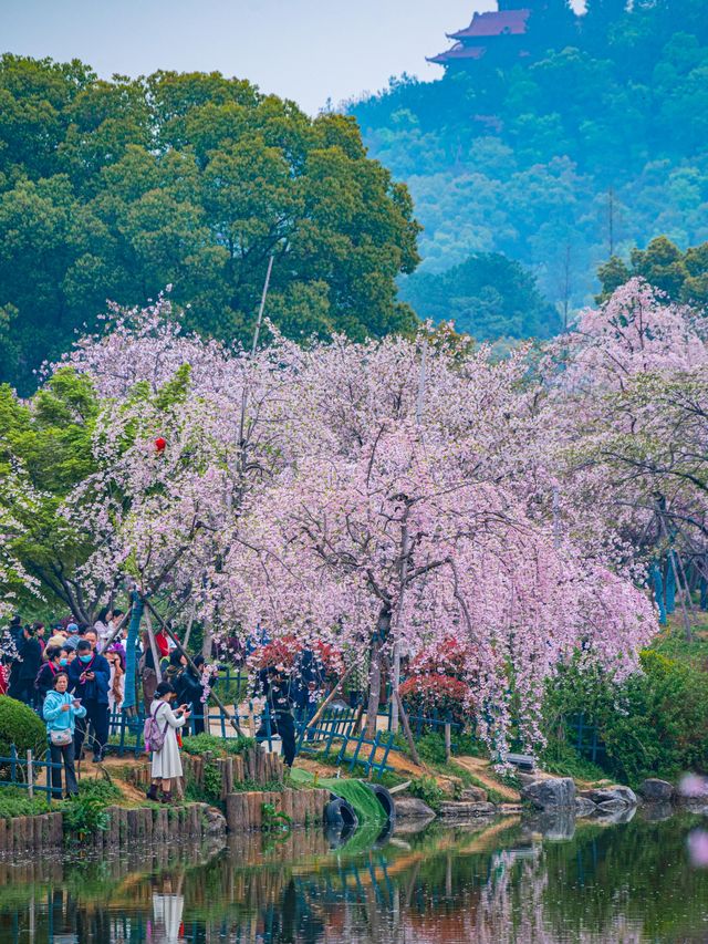 此時的武漢已封神，賞花攻略一定提前做好