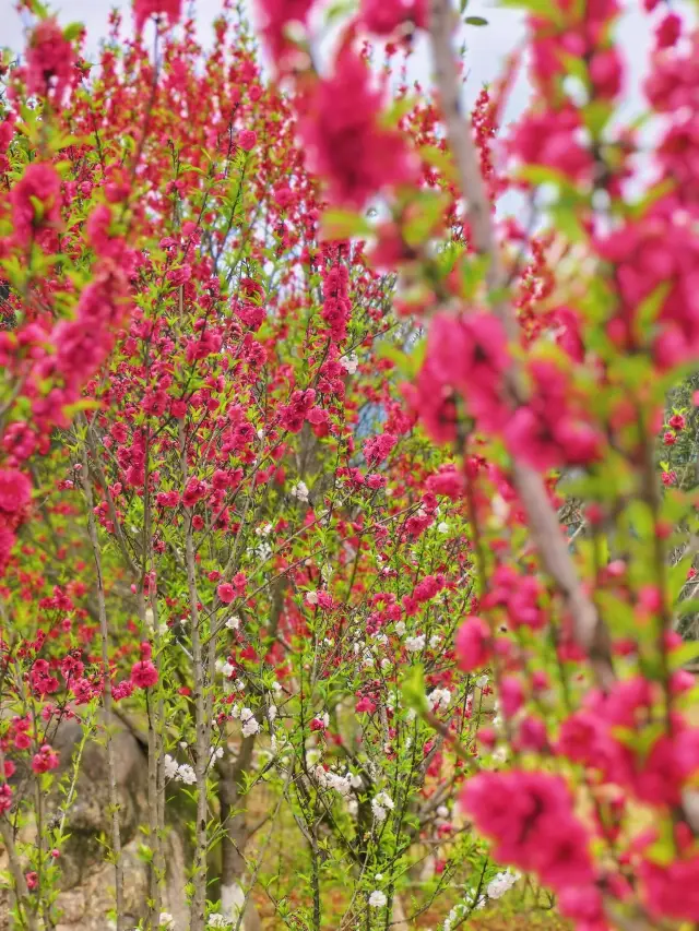 福州森林公園踏春賞花遊玩攻略