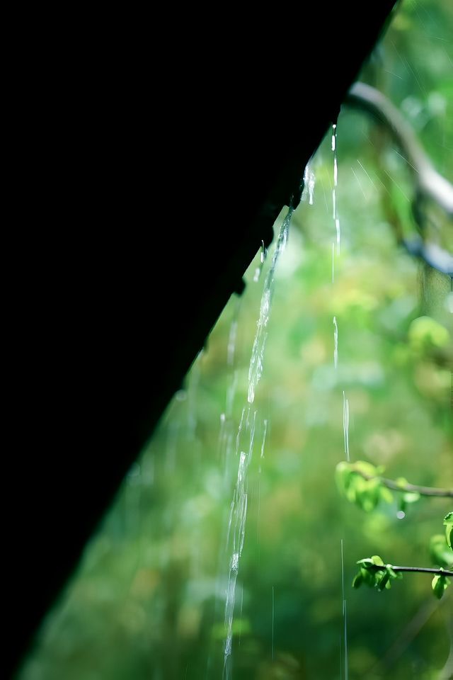 春花集|萬竹園聽雨