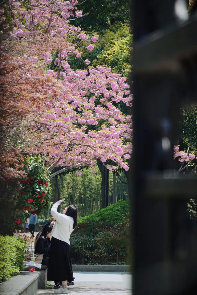 The late cherry blossoms are in full bloom in the park where Nannan from Suzhou has played since she was a child